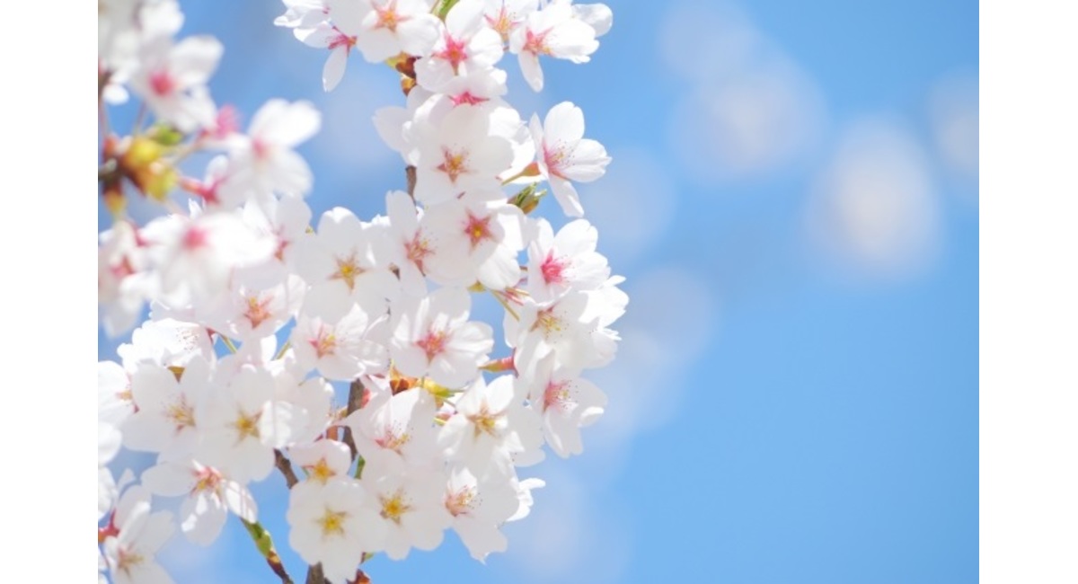 さくら